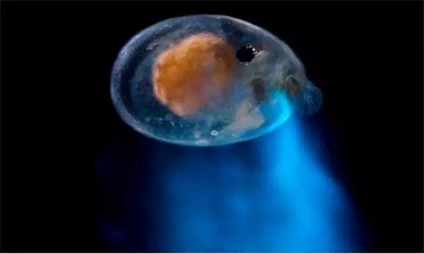 喷火鱼是怎么喷火的？