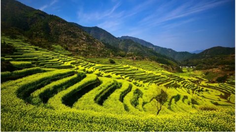 2023年婺源油菜花花期