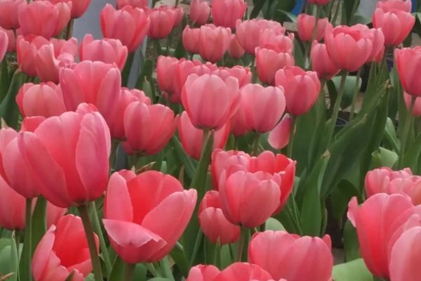 冰心写植物的现代诗简短