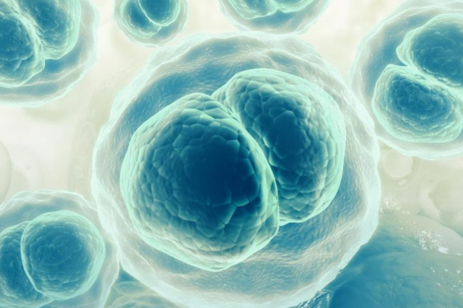 细胞中的无机物包括什么