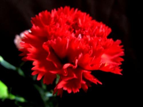 康乃馨19朵代表啥意思。？