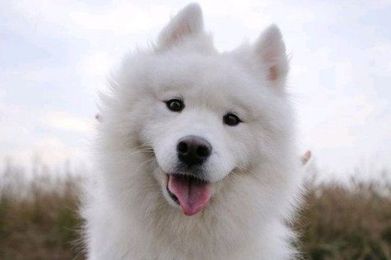 像狐狸一样的狗叫什么