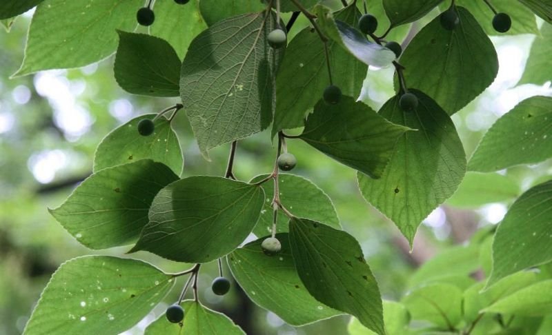 珊瑚朴的园林用途