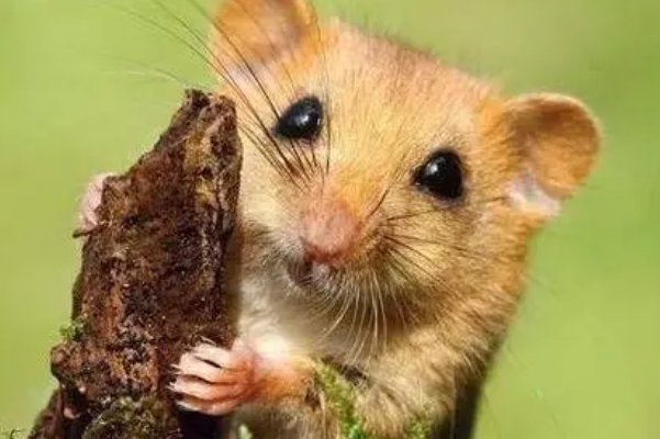 在劫难逃指什么生肖