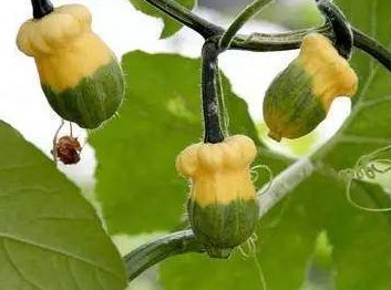 “瓜瓞绵绵”是什么意思？