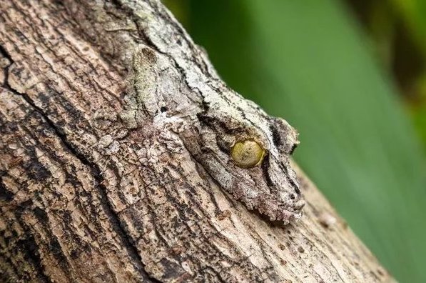 守宫是什么动物