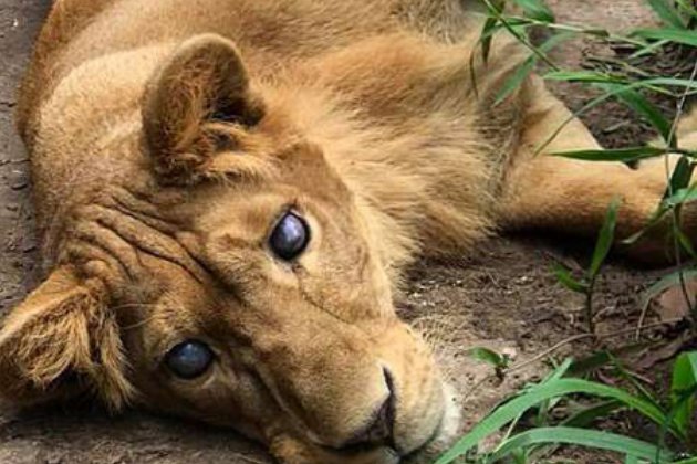 spca是什么意思啊