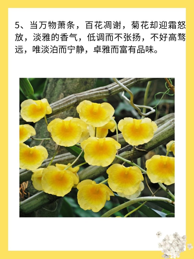 花与生活的唯美句子