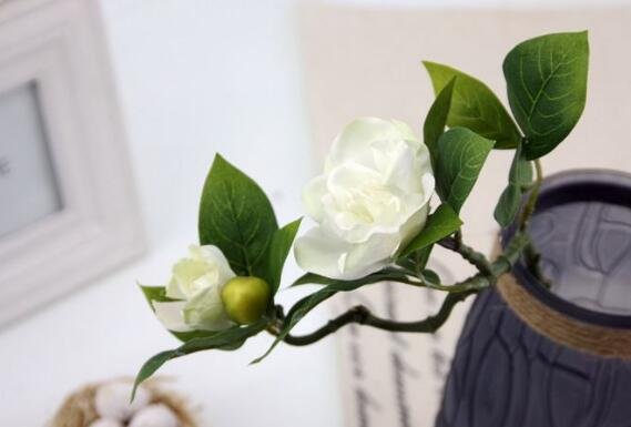 茶花为什么不能养在家里?