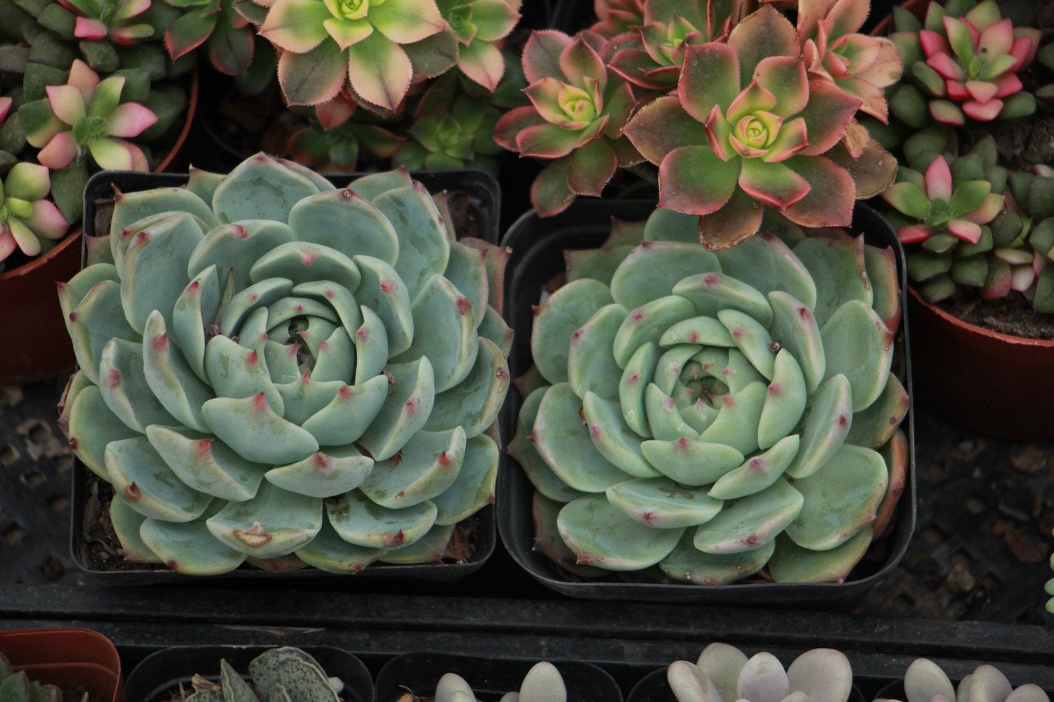 红爪的养殖方法