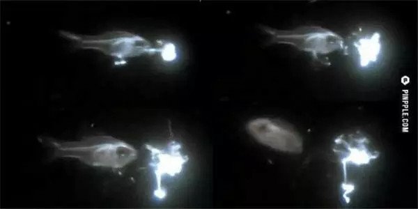 喷火鱼是怎么喷火的？