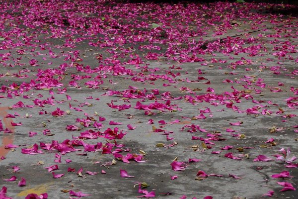 落英缤纷的造句