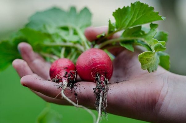 拔萝卜儿歌歌词