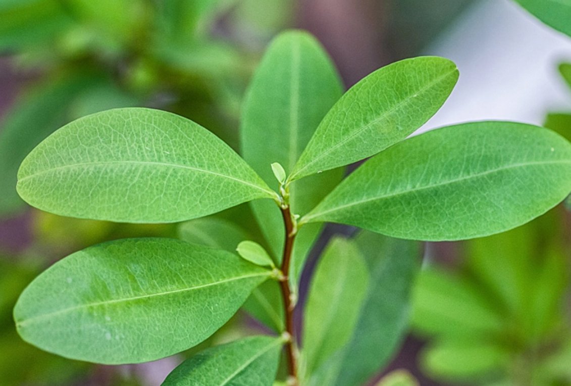 古柯主要种植在哪里？