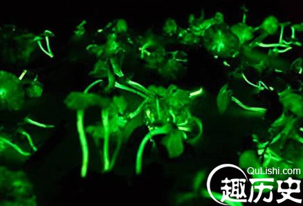 恶魔雪茄的生长环境