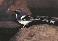 请问这种鸟叫什么名字，眼睛有白色条纹，尾巴长、末端白色，腹部白色