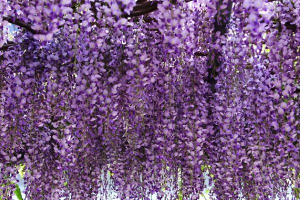 冰心写植物的现代诗简短