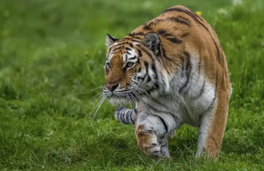 劈天盖地打一个正确生肖