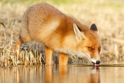 皮毛怎么造句？