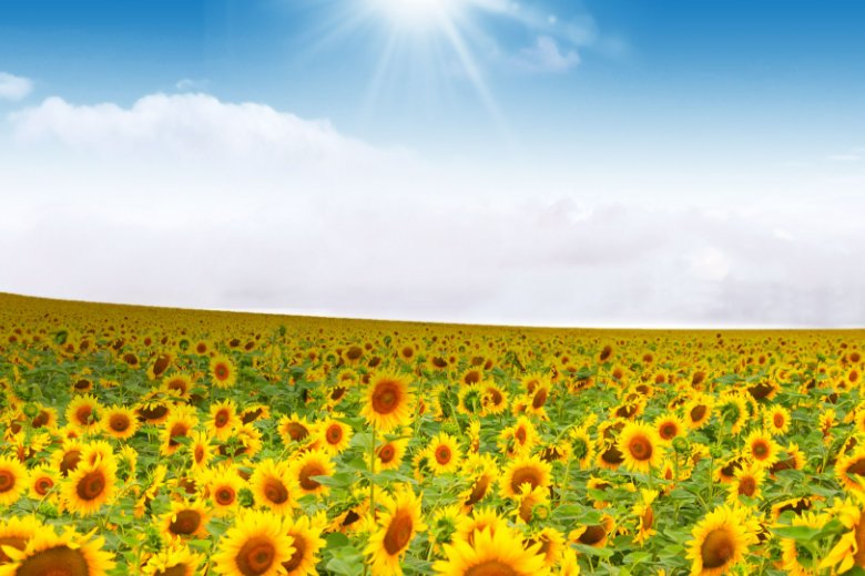 高考买向日葵买几只寓意最好