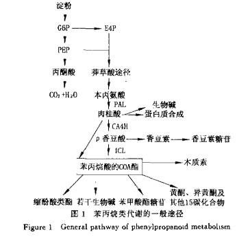 苯丙氨酸解氨酶的介绍