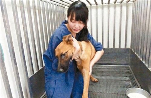 兽医简稚澄因给狗狗安乐死被网暴，随后自己注射了针剂，对此你怎么看？