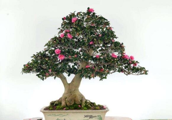 茶花为什么不能养在家里?