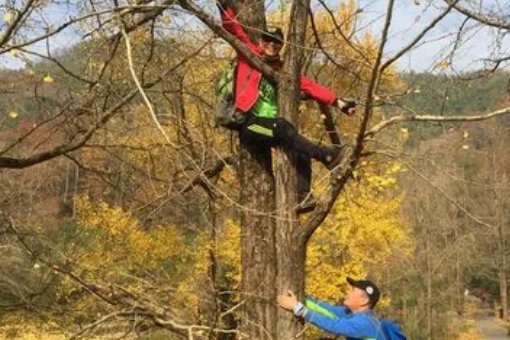 一曰上树能千回的上一句