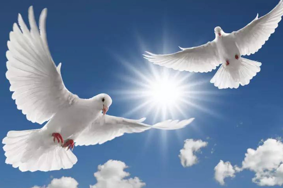 和平鸽的意思是什么