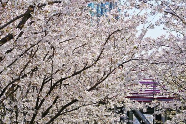 落英缤纷的造句