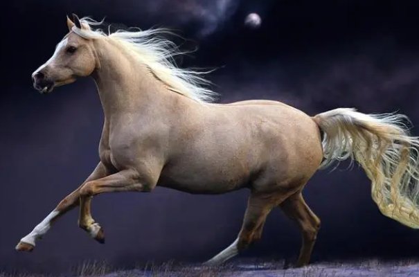 知书明理正确生肖