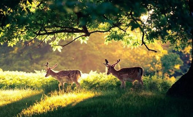 “林深时见鹿”下一句是什么？