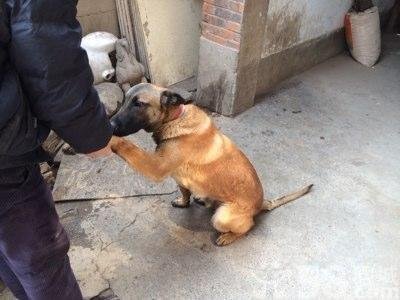 华隆因犬获救的原文