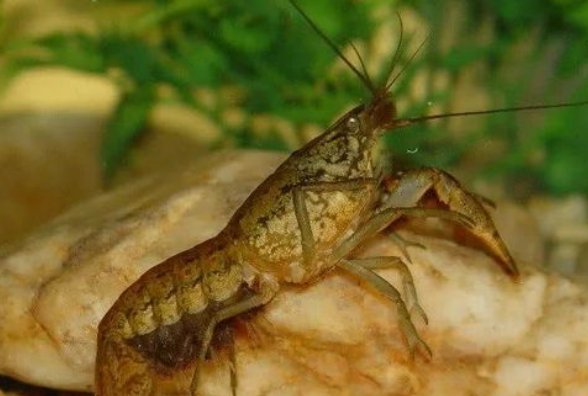 龙纹鳌虾一生需要脱几次壳？