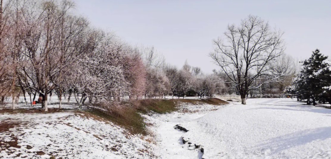 三月下桃花雪说明什么