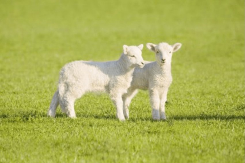 flocking是什么意思