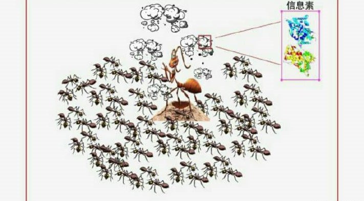 费洛蒙是什么东西