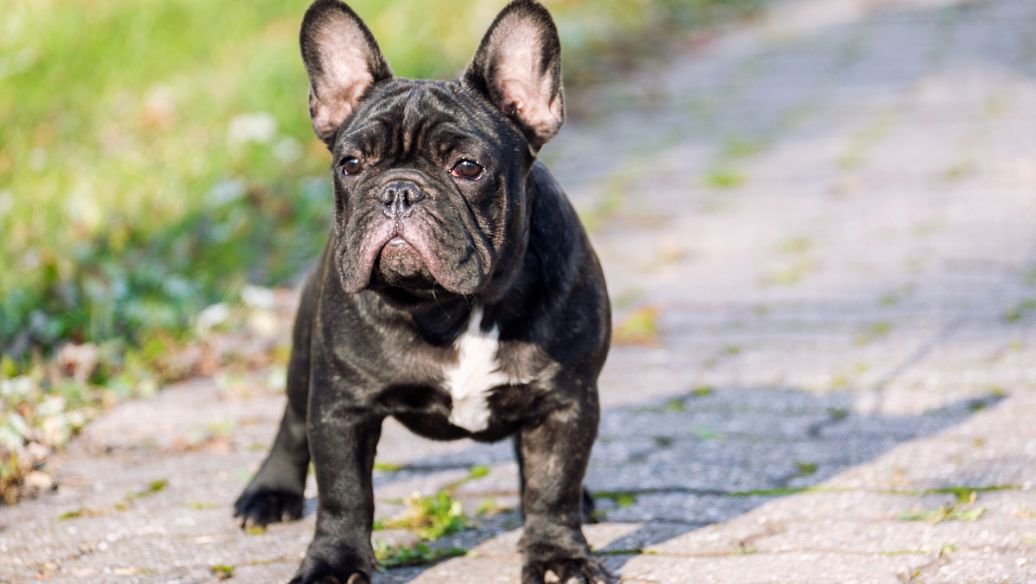 恶霸犬和比特犬都是美国的犬种，它们有什么区别呢？