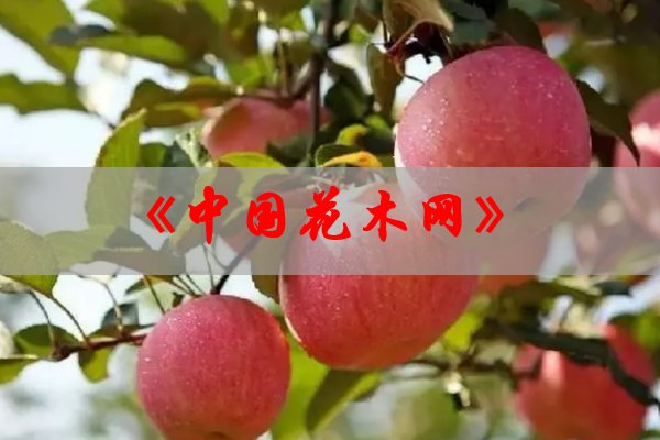 买果树苗哪家平台好