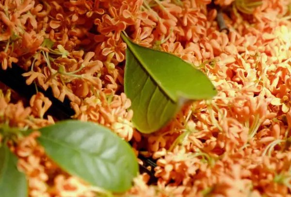 满陇尽是桂花雨谁的词