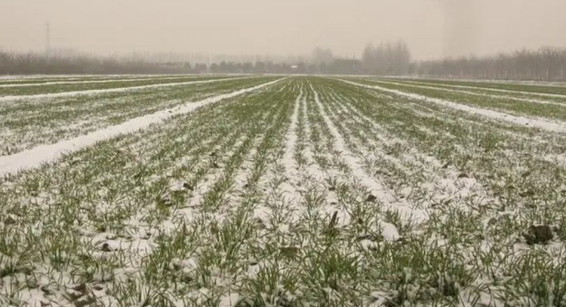 三月下桃花雪说明什么