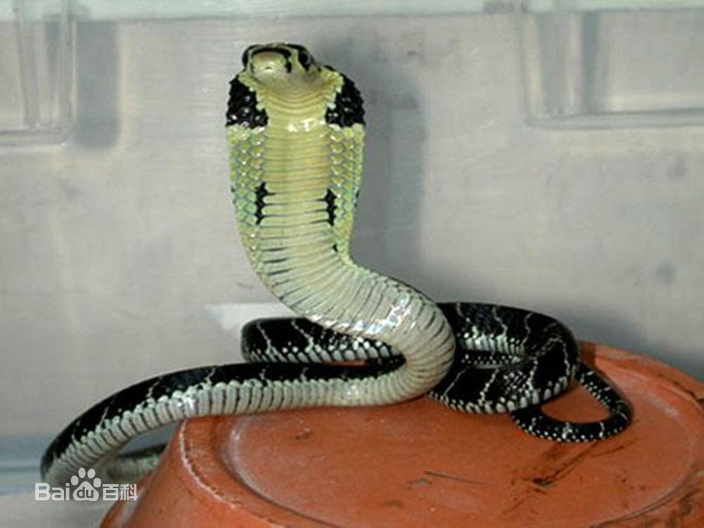 裂颊海蛇的生活习性