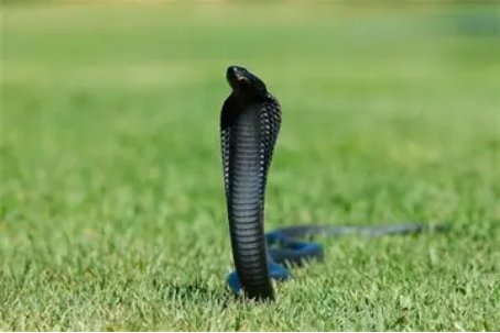 十大最罕见的蛇