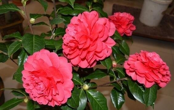 茶花为什么不能养在家里?