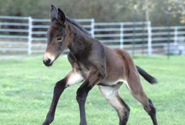 骡子有公母之分吗?