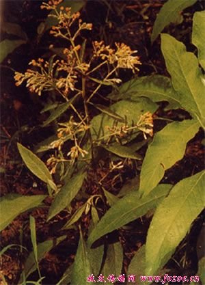 魁蒿的地理分布