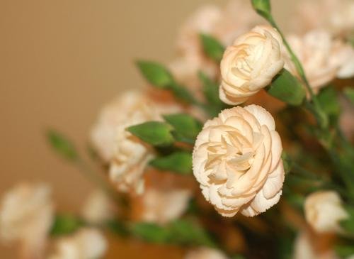 康乃馨19朵代表啥意思。？