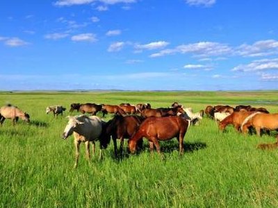 天苍苍,野茫茫,风吹草低见牛羊的意思是什么？