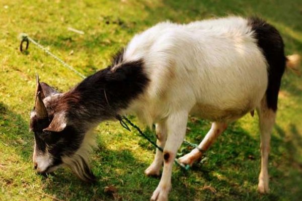 四月六眉挂柳湾,十七山色四五打一生肖