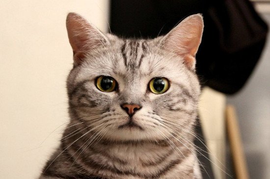 猫被遗弃猫自己知道么